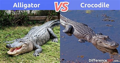 This or That: Croc vs. Croc